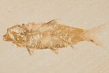 Detailed Fossil Fish (Knightia) - Wyoming #204483-1